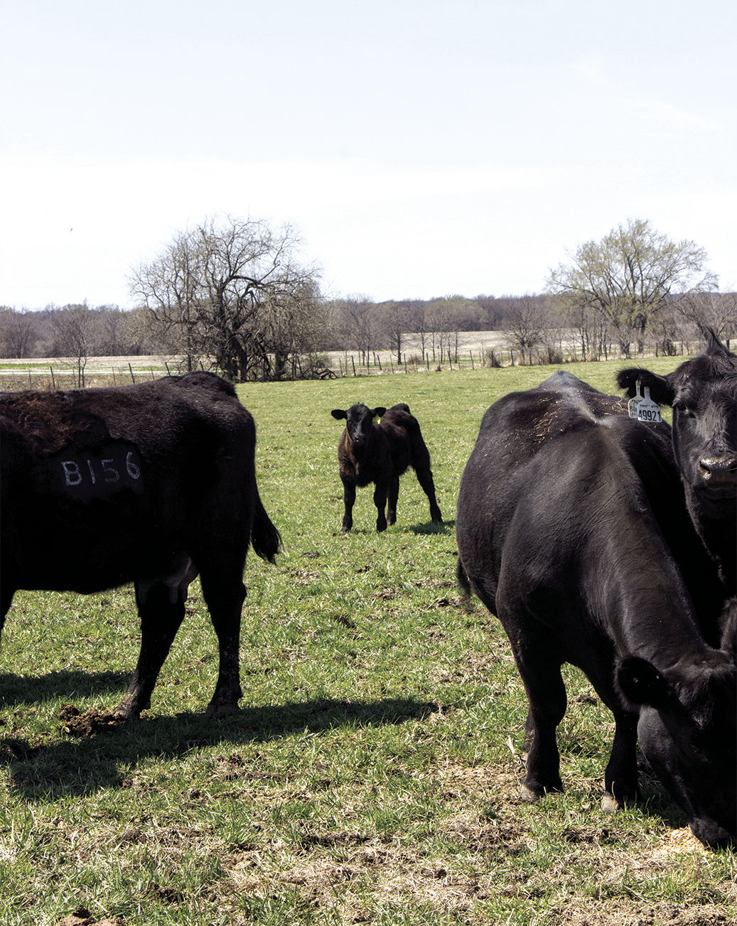 Gleonda Angus Farms